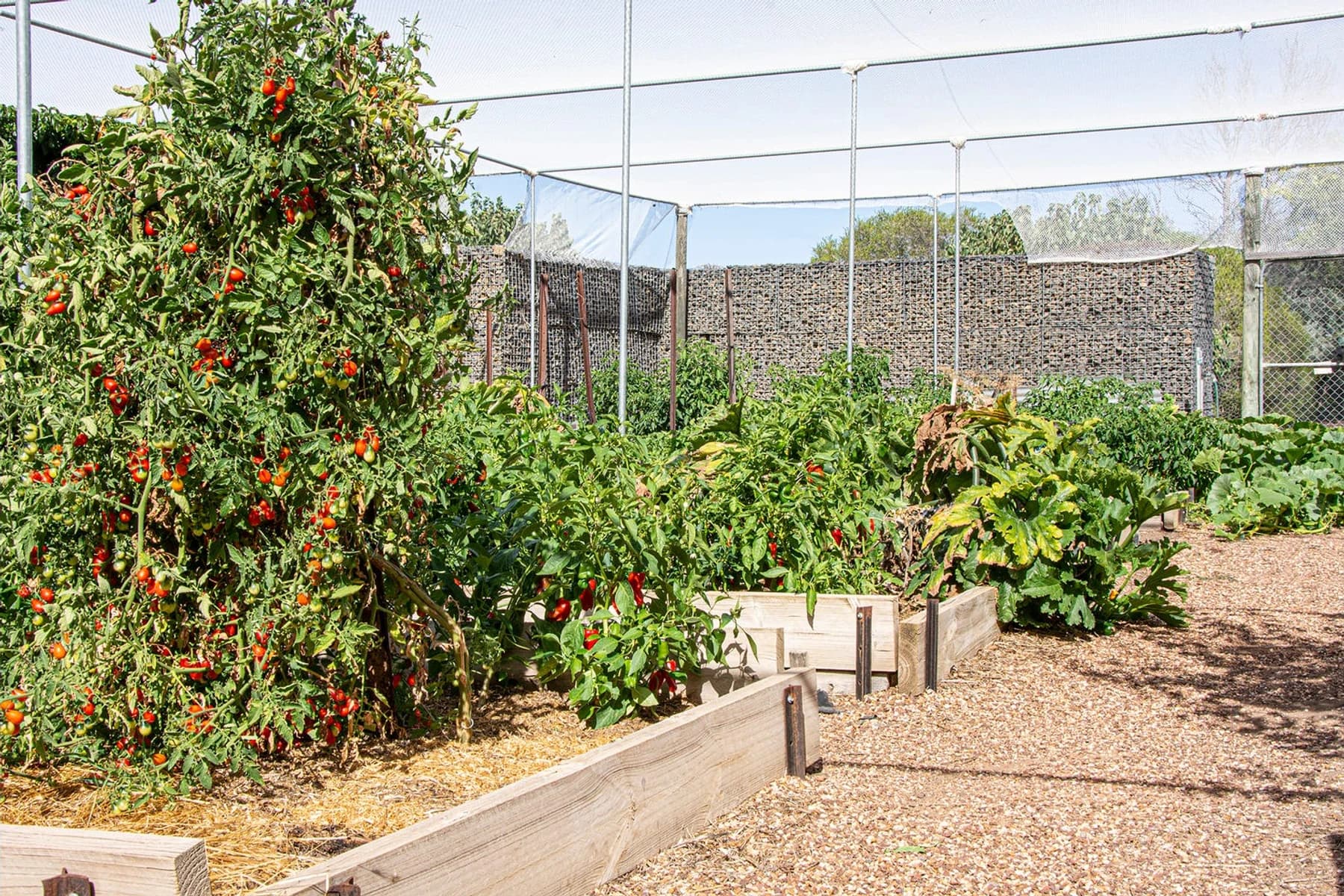 Tomatoes and vegetables growing in raised kitchen garden beds