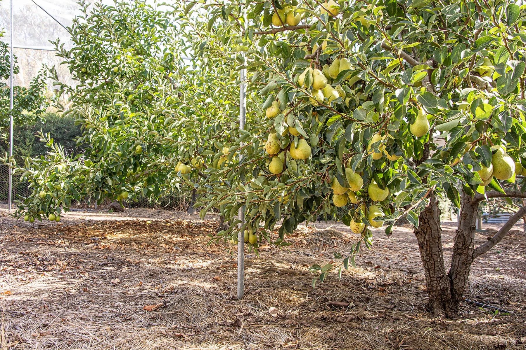 Pears growing beneath netting in the Stone Axe orchard