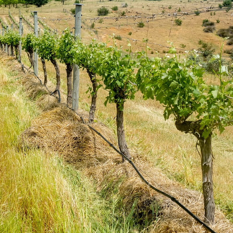 Rows of grapevines at Stone Axe